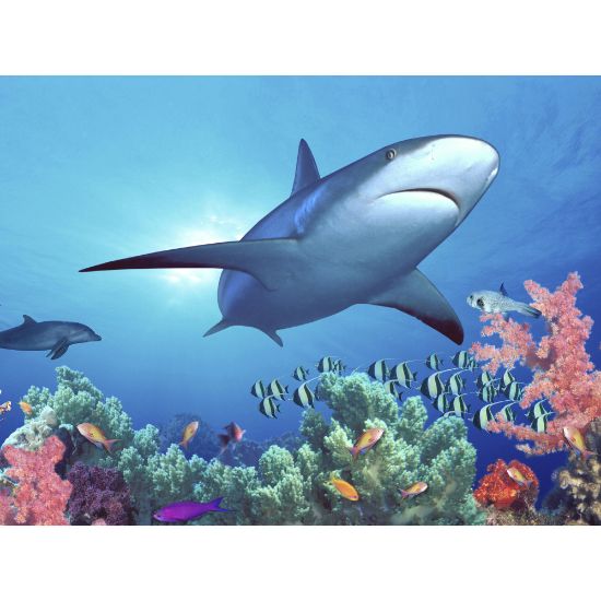 Picture of Biggies Landscape/Seascape Mural, 48in x 36in, Unframed, Shark Reef