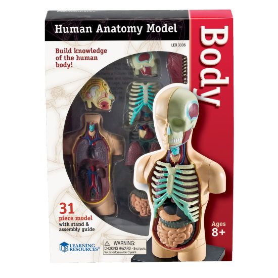 Picture of Learning Resources Model Human Body Anatomy Set, 4 1/2in, Grades 3 - 12