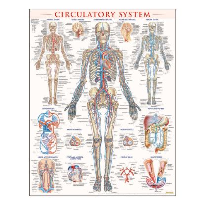 Picture of QuickStudy Human Anatomical Poster, English, Circulatory System, 28in x 22in