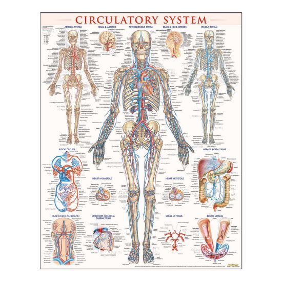 Picture of QuickStudy Human Anatomical Poster, English, Circulatory System, 28in x 22in