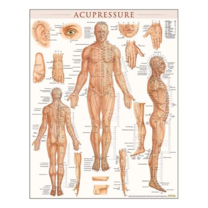 Picture of QuickStudy Human Anatomical Poster, English, Acupressure, 28in x 22in