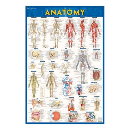 Picture of QuickStudy Human Anatomical Poster, English, 28in x 22in