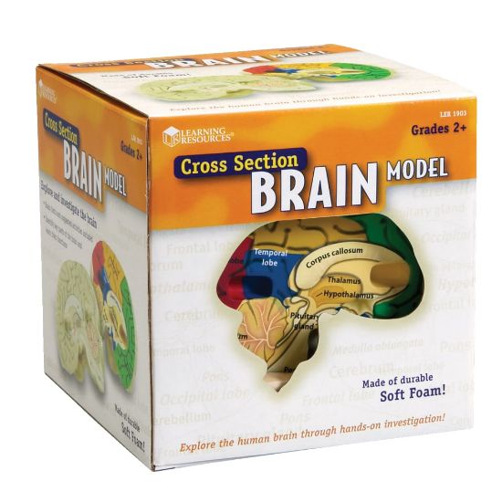 Picture of Learning Resources Human Brain Cross Section Model, 5in