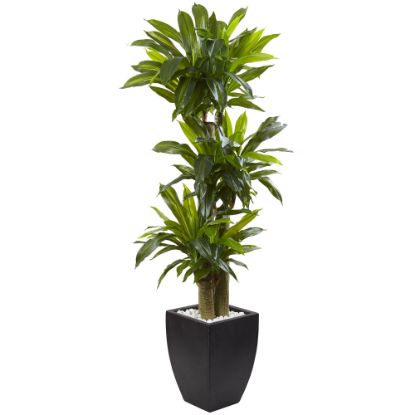 Picture of Nearly Natural 5-1/2ftH Polyethylene Cornstalk Dracaena Plant With Clay Planter, Black Wash/Green