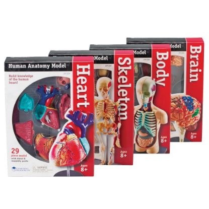 Picture of Learning Resources Model Anatomy Bundle, Grades 3 - 12