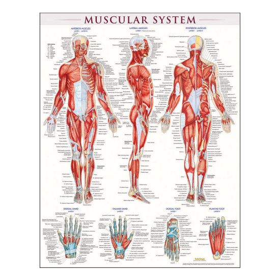 Picture of QuickStudy Human Anatomical Poster, English, Muscular System, 28in x 22in