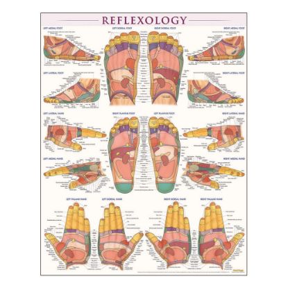 Picture of QuickStudy Human Anatomical Poster, English, Reflexology, 28in x 22in