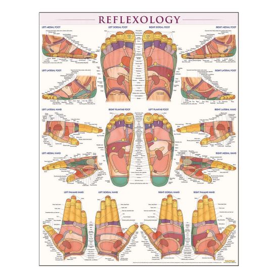 Picture of QuickStudy Human Anatomical Poster, English, Reflexology, 28in x 22in