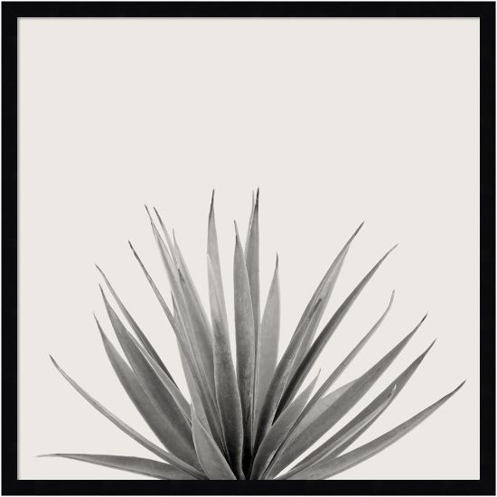 Picture of Amanti Art Haze Agave Succulent by The Creative Bunch Wood Framed Wall Art Print, 25inH x 25inW, Black