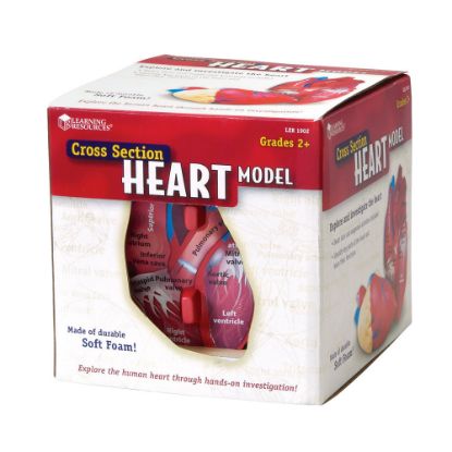 Picture of Learning Resources Human Heart Cross Section Model, 5 1/2in x 6in, Grades 6 - 12