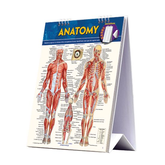 Picture of QuickStudy Easel, Human Anatomy