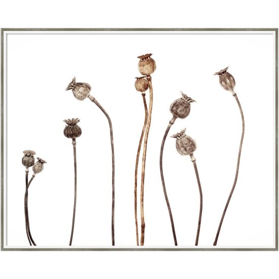 Picture of Amanti Art Poppies by Lotte Gronkjar Wood Framed Wall Art Print, 41inW x 33inH, White