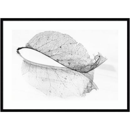 Picture of Amanti Art The Old Leaf by Katarina Holmstrom Wood Framed Wall Art Print, 41inW x 30inH, Black