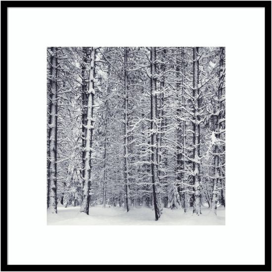 Picture of Amanti Art Pine Forest In The Snow Yosemite National Park by Ansel Adams Wood Framed Wall Art Print, 31inW x 31inH, Black