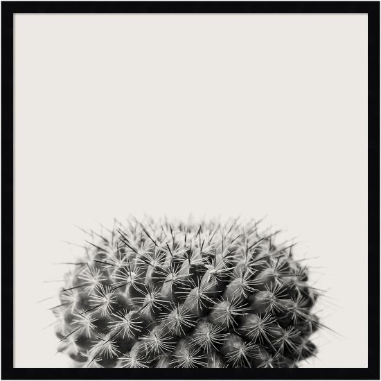 Picture of Amanti Art Haze Cactus Succulent by The Creative Bunch Wood Framed Wall Art Print, 25inH x 25inW, Black