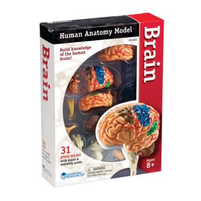 Picture of Learning Resources Model Brain Anatomy Set, Grades 3 - 12