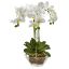 Picture of Nearly Natural 22inH Artificial Triple Phalaenopsis Orchid With Glass Vase, White/Clear