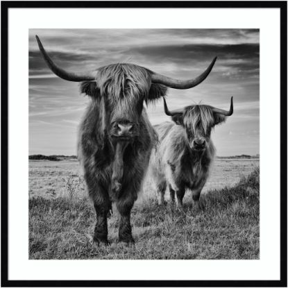 Picture of Amanti Art Highland Cow Couple by Stephane Pecqueux Wood Framed Wall Art Print, 33inH x 33inW, Black