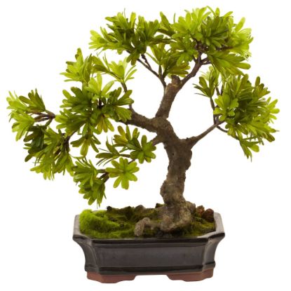 Picture of Nearly Natural Podocarpus 14inH Plastic Plant With Mossed Bonsai Planter, 14inH x 14inW x 8-1/2inD, Green