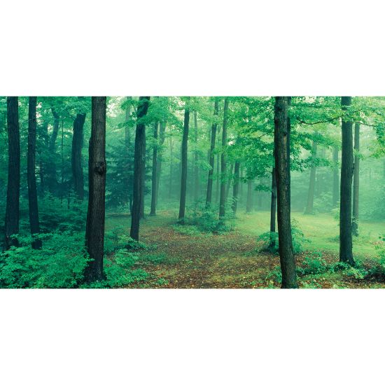 Picture of Biggies Wall Mural, 27in x 54in, Misty Forest