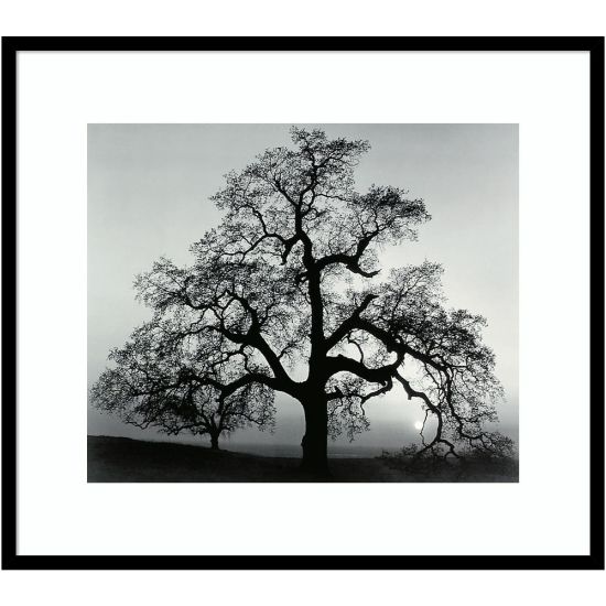 Picture of Amanti Art Oak Tree Sunset City California 1962 by Ansel Adams Wood Framed Wall Art Print, 31inW x 27inH, Black