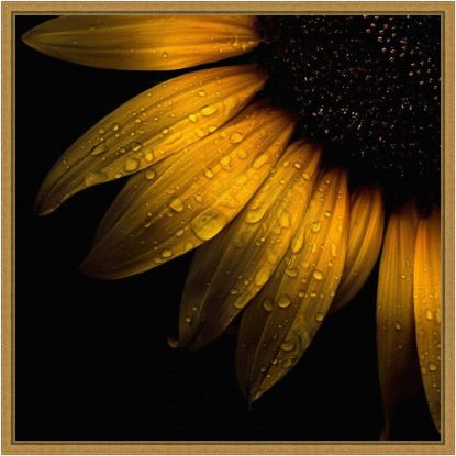 Picture of Amanti Art Sunflower Detail by Brian Carson Framed Canvas Wall Art Print, 16inH x 16inW, Gold