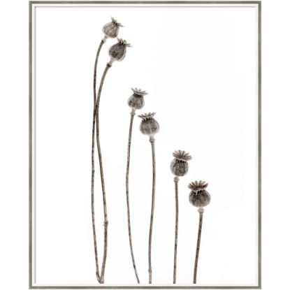 Picture of Amanti Art Last Years Flowering Poppies by Lotte Gronkjar Wood Framed Wall Art Print, 33inW x 41inH, White