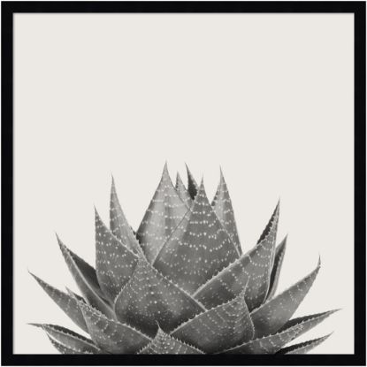 Picture of Amanti Art Haze Aloe Succulent by The Creative Bunch Wood Framed Wall Art Print, 25inH x 25inW, Black