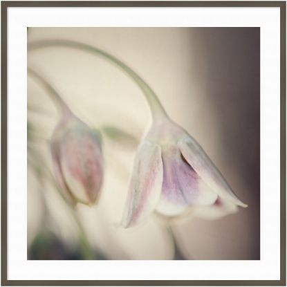 Picture of Amanti Art Soft Shades Of Pink Petals by Carla Vermeend Wood Framed Wall Art Print, 41inW x 41inH, Gray