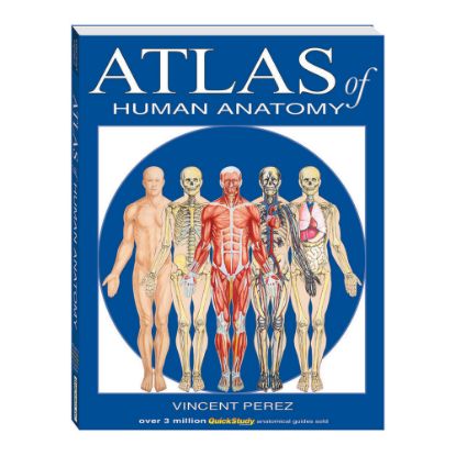 Picture of QuickStudy Atlas Of Human Anatomy