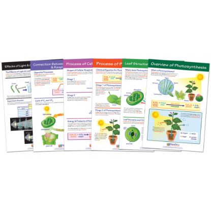 Picture of New Path Learning Photosynthesis Bulletin Board Chart Sets, Grades 3-5, Pack Of 6 Sets