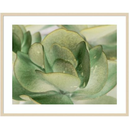 Picture of Amanti Art Petal I by Tang Ling Wood Framed Wall Art Print, 41inW x 33inH, Natural