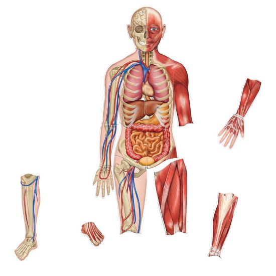 Picture of Learning Resources Double-Sided Magnetic Human Body, 3ft, Multicolor, Kindergarten To Grade 4