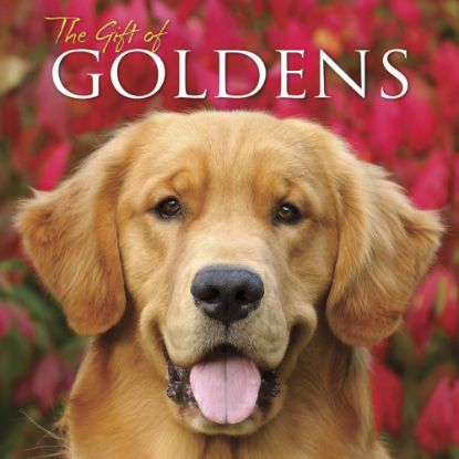 Picture of Willow Creek Press 5-1/2in x 5-1/2in Hardcover Gift Book, The Gift Of Goldens