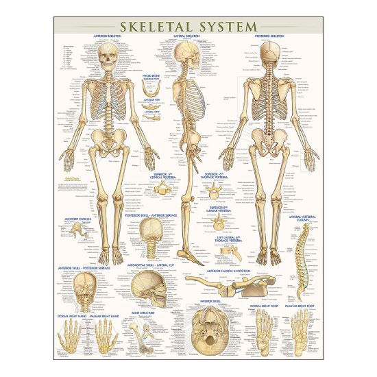 Picture of QuickStudy Human Anatomical Poster, English, Skeletal System, 28in x 22in