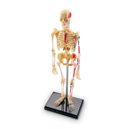 Picture of Learning Resources Human Skeleton Model, Grade 3 - Grade 9